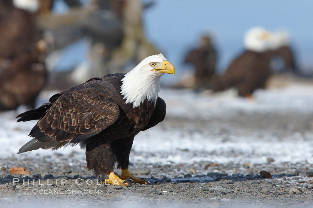 Bald eagle, standing on snow-covered ground, other bald eagles in the background. Kachemak Bay, Homer, Alaska, USA, Haliaeetus leucocephalus, Haliaeetus leucocephalus washingtoniensis, natural history stock photograph, photo id 22608