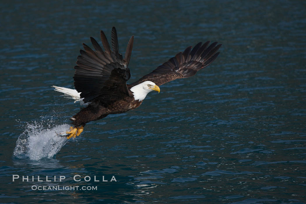 Bald eagle makes a splash while in flight as it takes a fish out of the water. Kenai Peninsula, Alaska, USA, Haliaeetus leucocephalus, Haliaeetus leucocephalus washingtoniensis, natural history stock photograph, photo id 22616