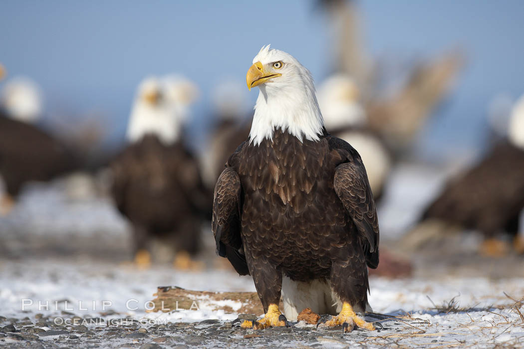 Bald eagle, standing on snow-covered ground, other bald eagles in the background. Kachemak Bay, Homer, Alaska, USA, Haliaeetus leucocephalus, Haliaeetus leucocephalus washingtoniensis, natural history stock photograph, photo id 22632