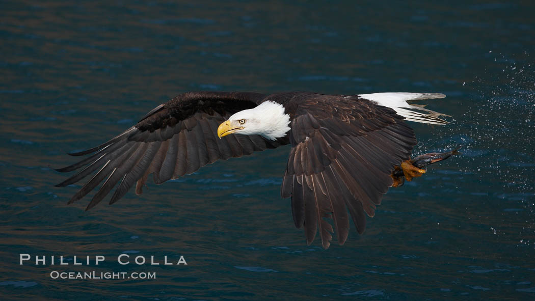 Bald eagle in flight drips water as it carries a fish in its talons that it has just pulled from the water. Kenai Peninsula, Alaska, USA, Haliaeetus leucocephalus, Haliaeetus leucocephalus washingtoniensis, natural history stock photograph, photo id 22680
