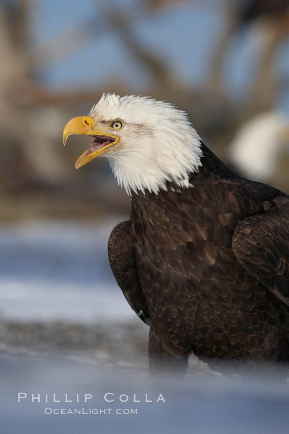 Bald eagle, standing on snow-covered ground, other bald eagles visible in background. Kachemak Bay, Homer, Alaska, USA, Haliaeetus leucocephalus, Haliaeetus leucocephalus washingtoniensis, natural history stock photograph, photo id 22828