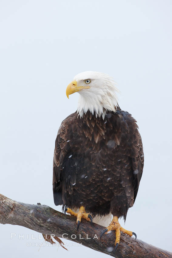 Bald eagle, atop wooden perch, overcast and snowy skies. Kachemak Bay, Homer, Alaska, USA, Haliaeetus leucocephalus, Haliaeetus leucocephalus washingtoniensis, natural history stock photograph, photo id 22836