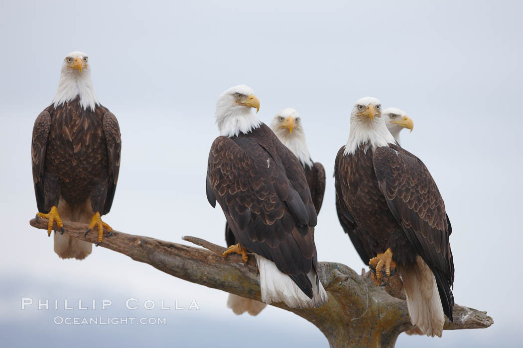 Five bald eagles stand together on wooden perch. Kachemak Bay, Homer, Alaska, USA, Haliaeetus leucocephalus, Haliaeetus leucocephalus washingtoniensis, natural history stock photograph, photo id 22591