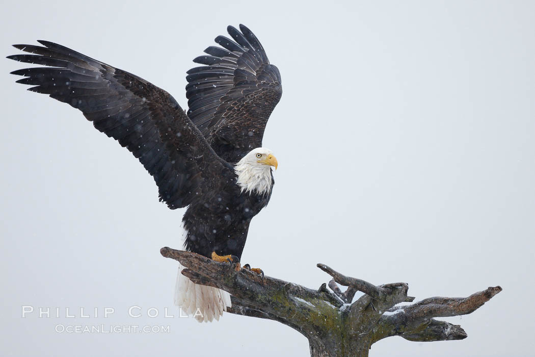 Bald eagle standing on perch, talons grasping wood, wings spread as it balances, snow falling, overcast sky. Kachemak Bay, Homer, Alaska, USA, Haliaeetus leucocephalus, Haliaeetus leucocephalus washingtoniensis, natural history stock photograph, photo id 22679