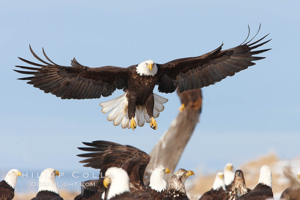 Bald eagle spreads its wings to land amid a large group of bald eagles. Kachemak Bay, Homer, Alaska, USA, Haliaeetus leucocephalus, Haliaeetus leucocephalus washingtoniensis, natural history stock photograph, photo id 22779