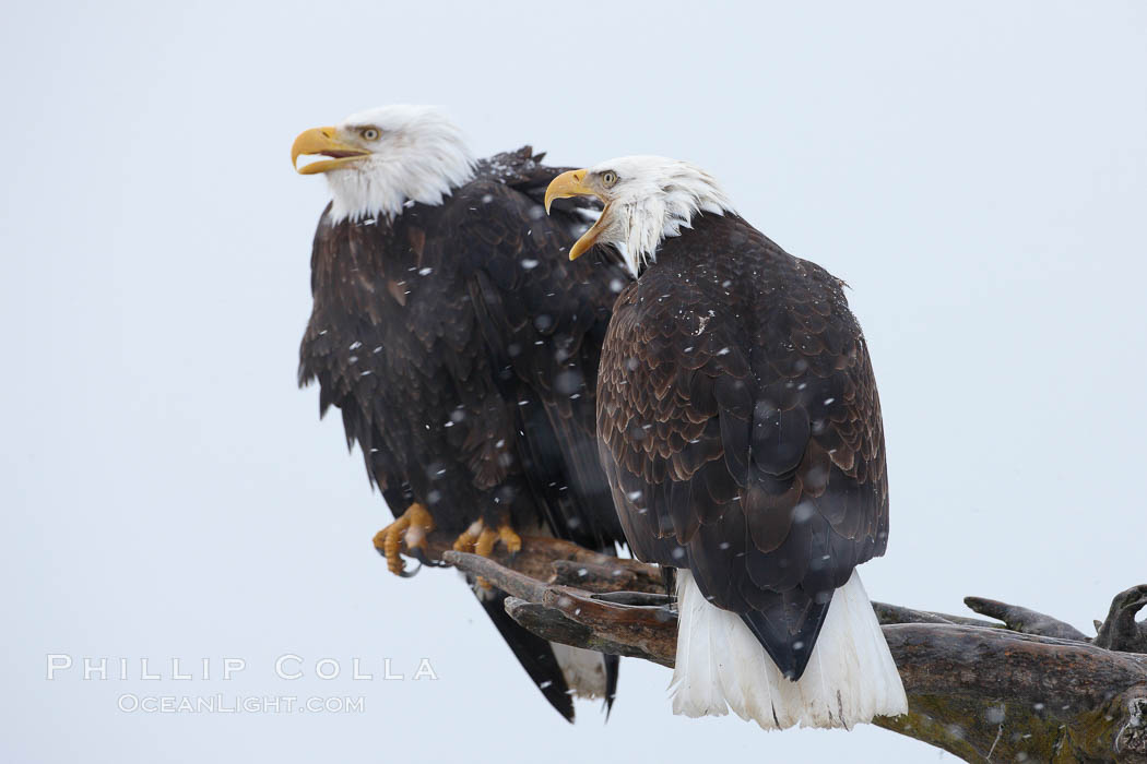 Two bald eagles share a wood perch. Kachemak Bay, Homer, Alaska, USA, Haliaeetus leucocephalus, Haliaeetus leucocephalus washingtoniensis, natural history stock photograph, photo id 22835