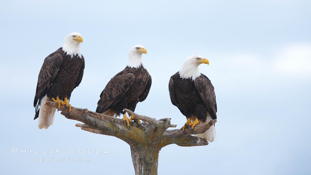 Bald eagles gather together on wooden perch. Kachemak Bay, Homer, Alaska, USA, Haliaeetus leucocephalus, Haliaeetus leucocephalus washingtoniensis, natural history stock photograph, photo id 22843