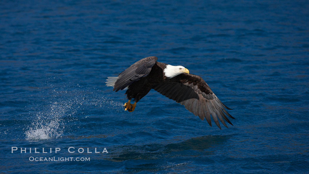 Bald eagle, makes a splash while in flight as it takes a fish out of the water. Kenai Peninsula, Alaska, USA, Haliaeetus leucocephalus, Haliaeetus leucocephalus washingtoniensis, natural history stock photograph, photo id 22851