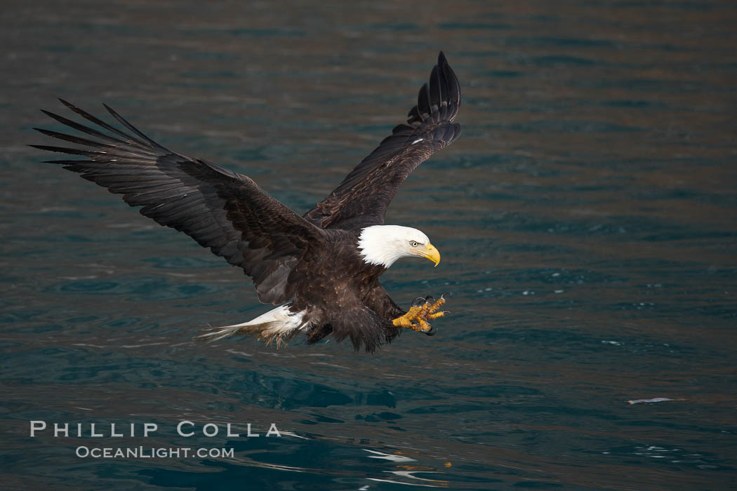 Bald eagle in flight spreads its wings and raises its talons as it prepares to grasp a fish out of the water. Kenai Peninsula, Alaska, USA, Haliaeetus leucocephalus, Haliaeetus leucocephalus washingtoniensis, natural history stock photograph, photo id 22593