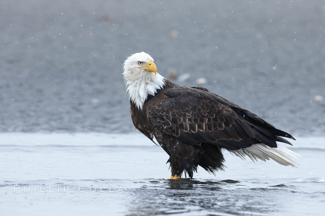 Bald eagle forages in tide waters on sand beach, snow falling. Kachemak Bay, Homer, Alaska, USA, Haliaeetus leucocephalus, Haliaeetus leucocephalus washingtoniensis, natural history stock photograph, photo id 22609
