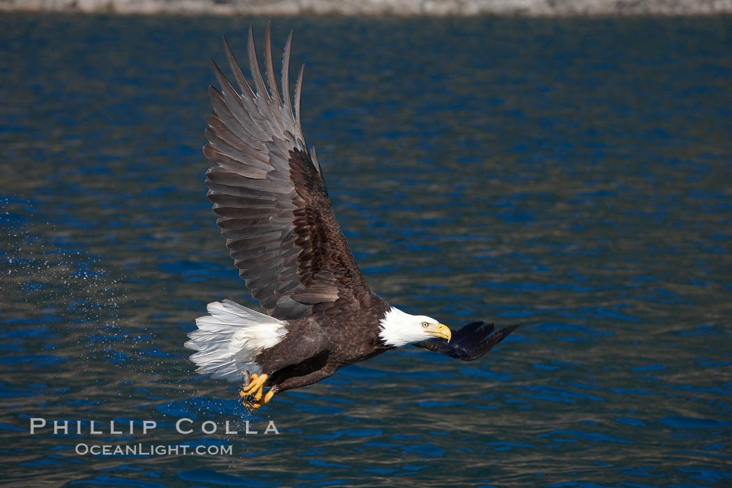Bald eagle in flight drips water as it carries a fish in its talons that it has just pulled from the water. Kenai Peninsula, Alaska, USA, Haliaeetus leucocephalus, Haliaeetus leucocephalus washingtoniensis, natural history stock photograph, photo id 22621