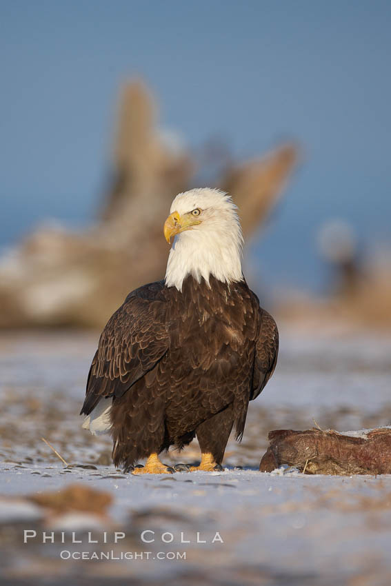 Bald eagle, standing on snow-covered ground, other bald eagles in the background. Kachemak Bay, Homer, Alaska, USA, Haliaeetus leucocephalus, Haliaeetus leucocephalus washingtoniensis, natural history stock photograph, photo id 22657