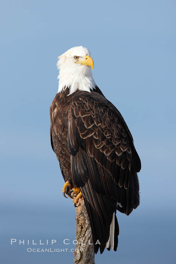 Bald eagle on wood perch, Kachemak Bay and blue sky. Homer, Alaska, USA, Haliaeetus leucocephalus, Haliaeetus leucocephalus washingtoniensis, natural history stock photograph, photo id 22661