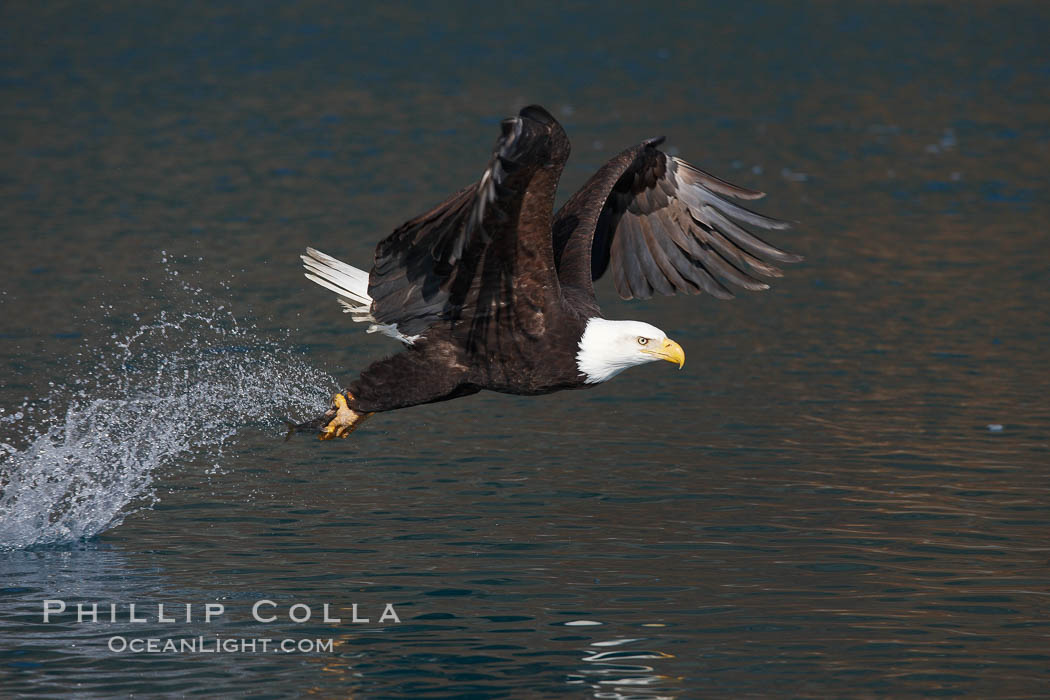 Bald eagle makes a splash while in flight as it takes a fish out of the water. Kenai Peninsula, Alaska, USA, Haliaeetus leucocephalus, Haliaeetus leucocephalus washingtoniensis, natural history stock photograph, photo id 22701