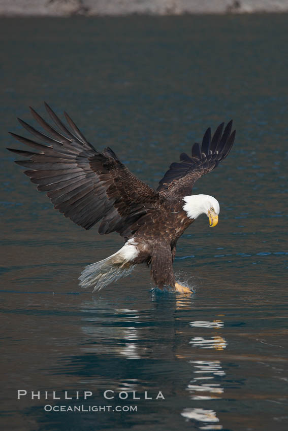 Bald eagle in flight reaches into the water with its talons to grasp a fish. Kenai Peninsula, Alaska, USA, Haliaeetus leucocephalus, Haliaeetus leucocephalus washingtoniensis, natural history stock photograph, photo id 22717