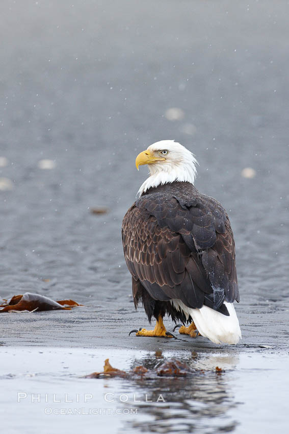 Bald eagle on tide flats, forages in tide waters on sand beach, snow falling. Kachemak Bay, Homer, Alaska, USA, Haliaeetus leucocephalus, Haliaeetus leucocephalus washingtoniensis, natural history stock photograph, photo id 22773