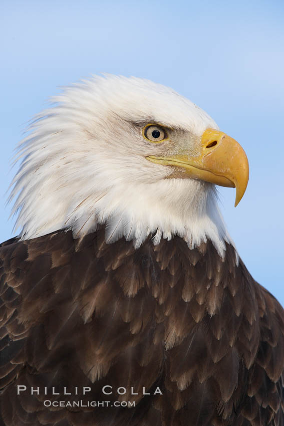 Bald eagle, closeup of head and shoulders showing distinctive white head feathers, yellow beak and brown body and wings. Kachemak Bay, Homer, Alaska, USA, Haliaeetus leucocephalus, Haliaeetus leucocephalus washingtoniensis, natural history stock photograph, photo id 22825