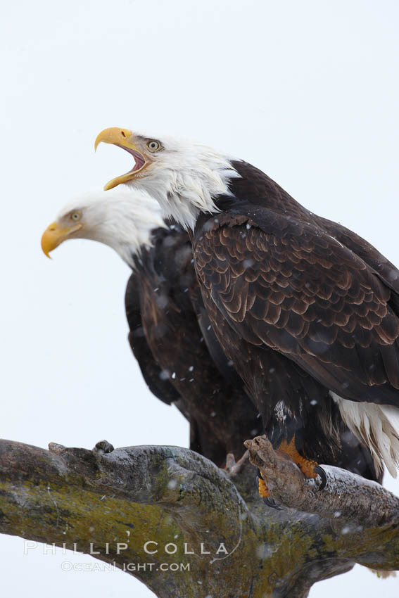 Bald eagle vocalizing, calling, with open beak while on wooden perch. Kachemak Bay, Homer, Alaska, USA, Haliaeetus leucocephalus, Haliaeetus leucocephalus washingtoniensis, natural history stock photograph, photo id 22654