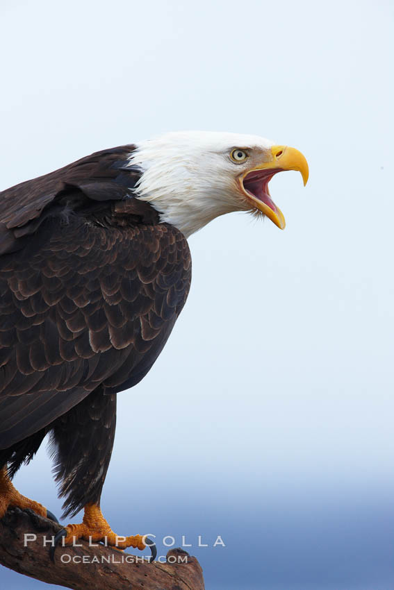 Bald eagle vocalizing, calling, with open beak while on wooden perch. Kachemak Bay, Homer, Alaska, USA, Haliaeetus leucocephalus, Haliaeetus leucocephalus washingtoniensis, natural history stock photograph, photo id 22627