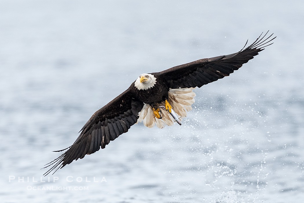 Bald Eagle with Herring in its Talons, Sitka, Alaska., Haliaeetus leucocephalus, Haliaeetus leucocephalus washingtoniensis, natural history stock photograph, photo id 41608