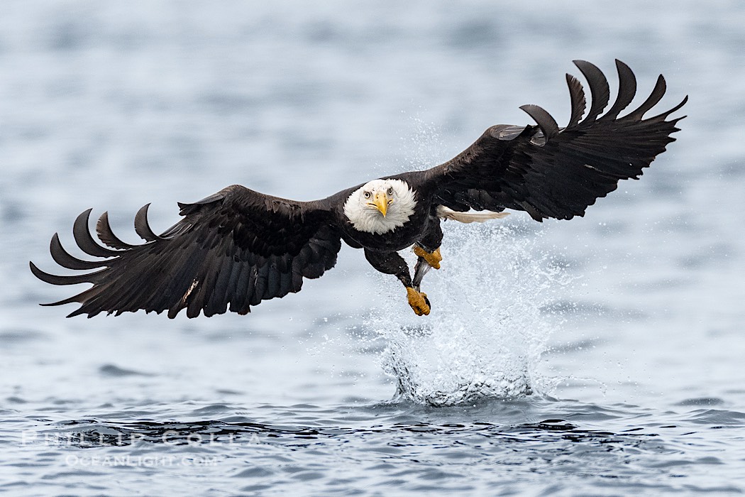 Bald Eagle with Herring in its Talons, Sitka, Alaska., Haliaeetus leucocephalus, Haliaeetus leucocephalus washingtoniensis, natural history stock photograph, photo id 41589