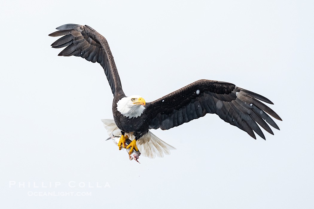 Bald Eagle with Herring in its Talons, Sitka, Alaska., Haliaeetus leucocephalus, Haliaeetus leucocephalus washingtoniensis, natural history stock photograph, photo id 41609