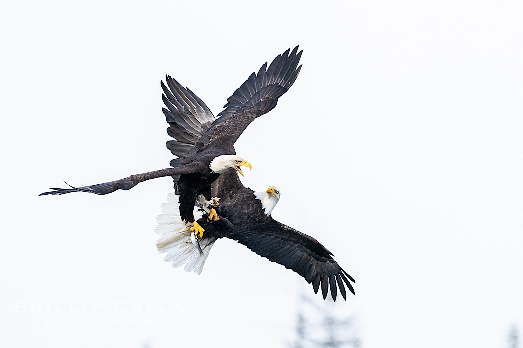 Bald Eagles Fight for Herring in Flight, Sitka, Alaska., Haliaeetus leucocephalus, Haliaeetus leucocephalus washingtoniensis, natural history stock photograph, photo id 41588