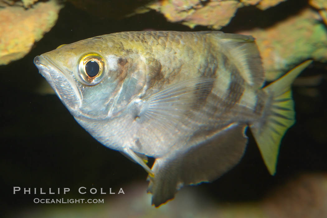 Banded archerfish.  The banded archerfish is known for its ability to shoot down resting insects by spitting a jet of water. Large archerfishes can hit a target 2-3m away. Archerfishes have adaptations to the mouth which enable spitting. When a banded archerfish shoots a jet of water, it raises its tongue against the roof of the mouth forming a tube. The gill covers quickly close forcing water along the tube. This species mostly lives in mangrove and estuarine habitats throughout much of the Indo-Pacific., Toxotes jaculatrix, natural history stock photograph, photo id 12902