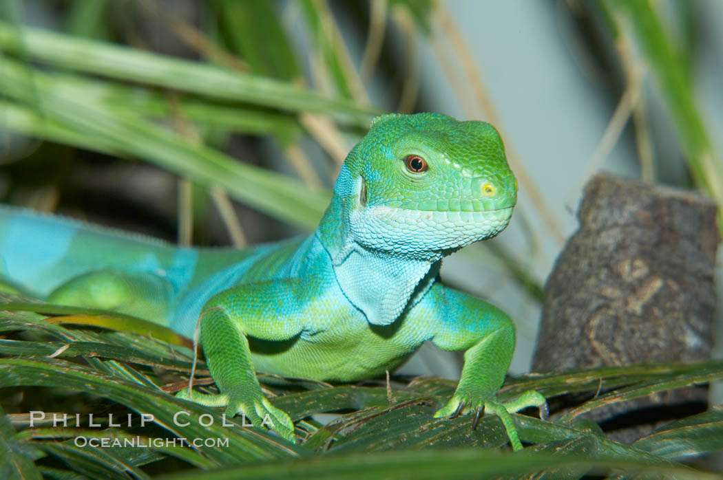 Banded iguana, male.  The bands of color on the male of this species change from green to either blue, grey or black, depending on mood.  Females are usually solid green, ocassionally with blue spots or a few narrow bands., Brachylophus fasciatus, natural history stock photograph, photo id 12612