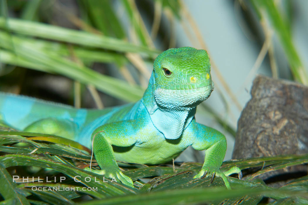 Banded iguana, male.  The bands of color on the male of this species change from green to either blue, grey or black, depending on mood.  Females are usually solid green, ocassionally with blue spots or a few narrow bands., Brachylophus fasciatus, natural history stock photograph, photo id 12620