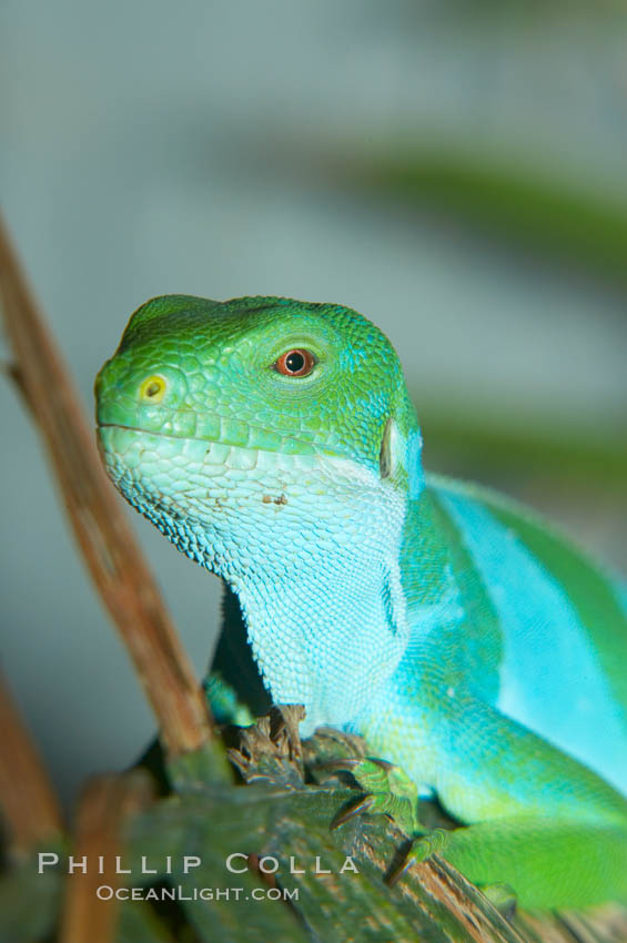 Banded iguana, male.  The bands of color on the male of this species change from green to either blue, grey or black, depending on mood.  Females are usually solid green, ocassionally with blue spots or a few narrow bands., Brachylophus fasciatus, natural history stock photograph, photo id 12614