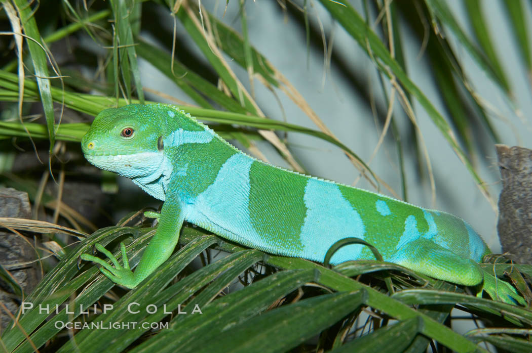 Banded iguana, male.  The bands of color on the male of this species change from green to either blue, grey or black, depending on mood.  Females are usually solid green, ocassionally with blue spots or a few narrow bands., Brachylophus fasciatus, natural history stock photograph, photo id 12611