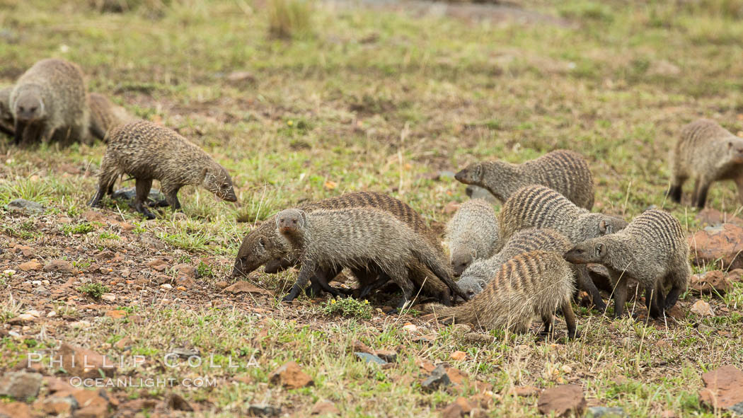 Banded mongoose, Maasai Mara, Kenya. Maasai Mara National Reserve, Mungos mungo, natural history stock photograph, photo id 29846
