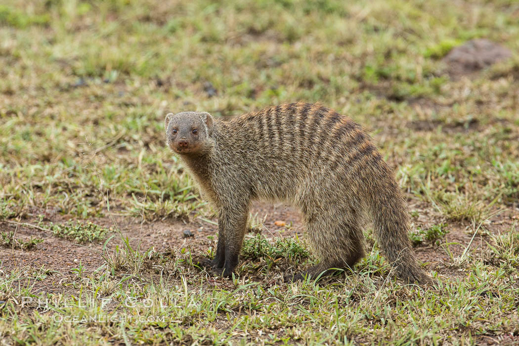 Banded mongoose, Maasai Mara, Kenya. Maasai Mara National Reserve, Mungos mungo, natural history stock photograph, photo id 29848