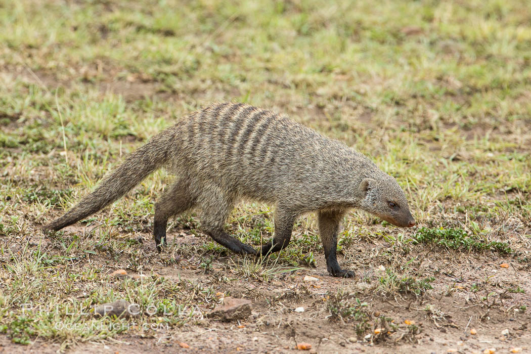 Banded mongoose, Maasai Mara, Kenya. Maasai Mara National Reserve, Mungos mungo, natural history stock photograph, photo id 29847