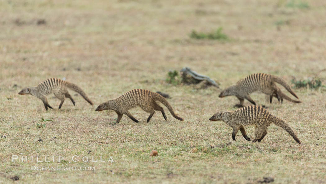 Banded mongoose, Maasai Mara, Kenya. Olare Orok Conservancy, Mungos mungo, natural history stock photograph, photo id 29995