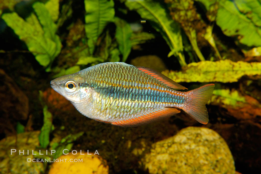 Banded rainbowfish, native to rivers of southern China to Vietnam., Melanotaenia trifasciata, natural history stock photograph, photo id 09800