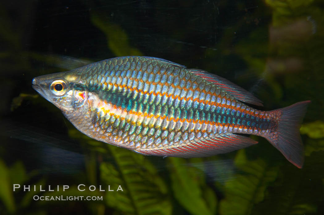 Banded rainbowfish.  The banded rainbowfish, from the Goyder River in Australias Northwest Territory, is evolving into a separate species (from other rainbowfishes), has assumed a narrow range and has developed a unique coloration., Melanotaenia trifasciata, natural history stock photograph, photo id 13964