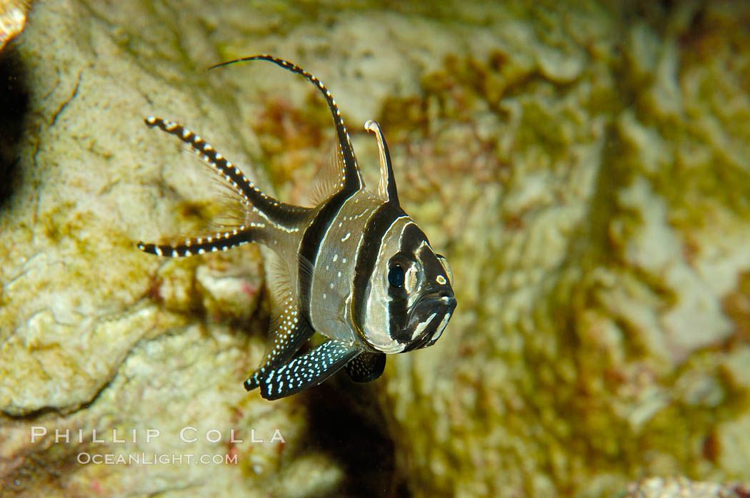 Banggai Cardinalfish.  Once thought to be found at Banggai Island near Sulawesi, Indonesia, it has recently been found at Lembeh Strait and elsewhere.  The male incubates the egg mass in his mouth, then shelters a brood of 10-15 babies in his mouth after they hatch, the only fish known to exhibit this behaviour.  Unfortunately, the aquarium trade is threatening the survival of this species in the wild., Pterapogon kauderni, natural history stock photograph, photo id 09462