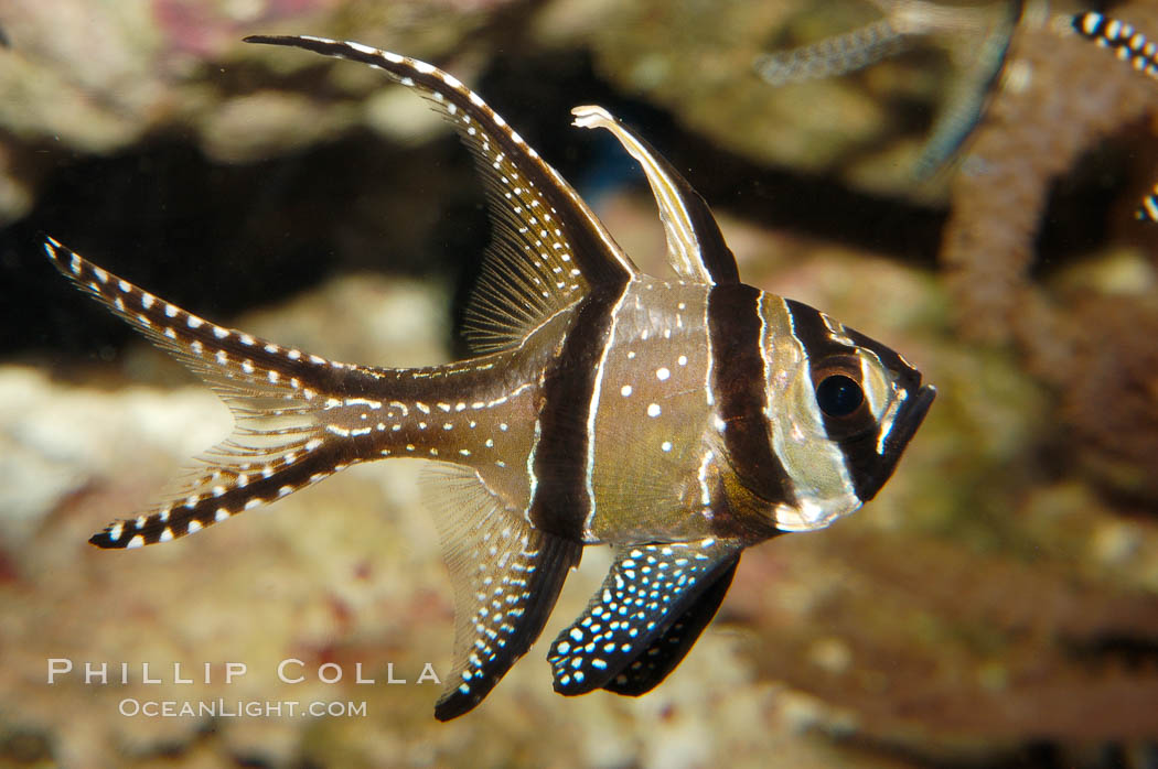 Banggai Cardinalfish.  Once thought to be found at Banggai Island near Sulawesi, Indonesia, it has recently been found at Lembeh Strait and elsewhere.  The male incubates the egg mass in his mouth, then shelters a brood of 10-15 babies in his mouth after they hatch, the only fish known to exhibit this behaviour.  Unfortunately, the aquarium trade is threatening the survival of this species in the wild., Pterapogon kauderni, natural history stock photograph, photo id 08900