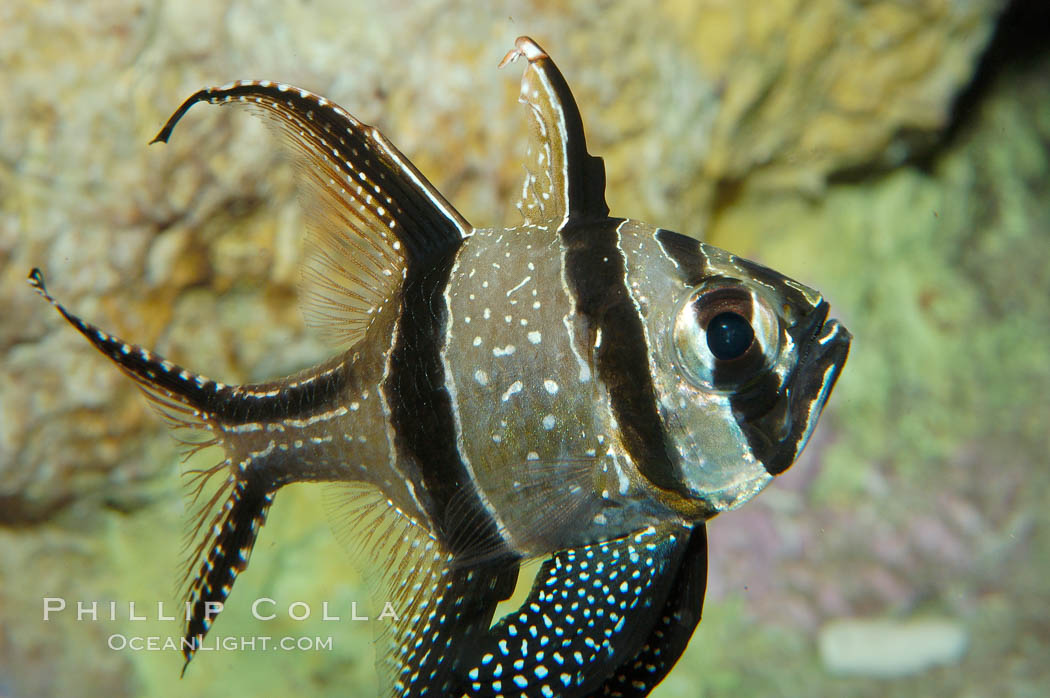 Banggai Cardinalfish.  Once thought to be found at Banggai Island near Sulawesi, Indonesia, it has recently been found at Lembeh Strait and elsewhere.  The male incubates the egg mass in his mouth, then shelters a brood of 10-15 babies in his mouth after they hatch, the only fish known to exhibit this behaviour.  Unfortunately, the aquarium trade is threatening the survival of this species in the wild., Pterapogon kauderni, natural history stock photograph, photo id 09231