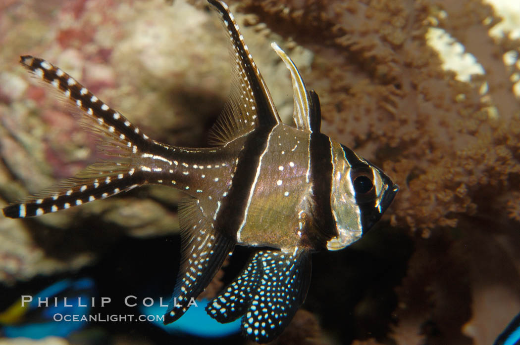 Banggai Cardinalfish.  Once thought to be found at Banggai Island near Sulawesi, Indonesia, it has recently been found at Lembeh Strait and elsewhere.  The male incubates the egg mass in his mouth, then shelters a brood of 10-15 babies in his mouth after they hatch, the only fish known to exhibit this behaviour.  Unfortunately, the aquarium trade is threatening the survival of this species in the wild., Pterapogon kauderni, natural history stock photograph, photo id 08901