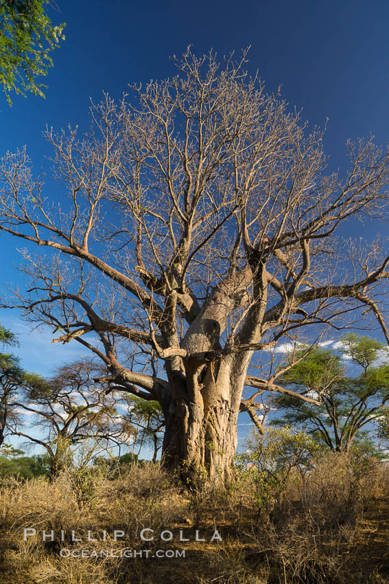 Baobab Tree, Meru National Park, Kenya., Adansonia digitata, natural history stock photograph, photo id 29754