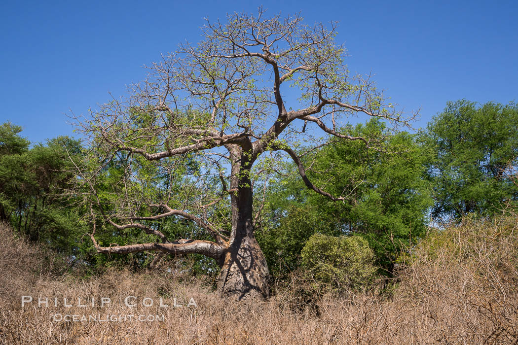 Baobab Tree, Meru National Park, Kenya., Adansonia digitata, natural history stock photograph, photo id 29661