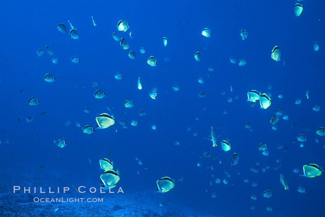 Barberfish, Socorro Island., Johnrandallia nigrirostris, natural history stock photograph, photo id 05062