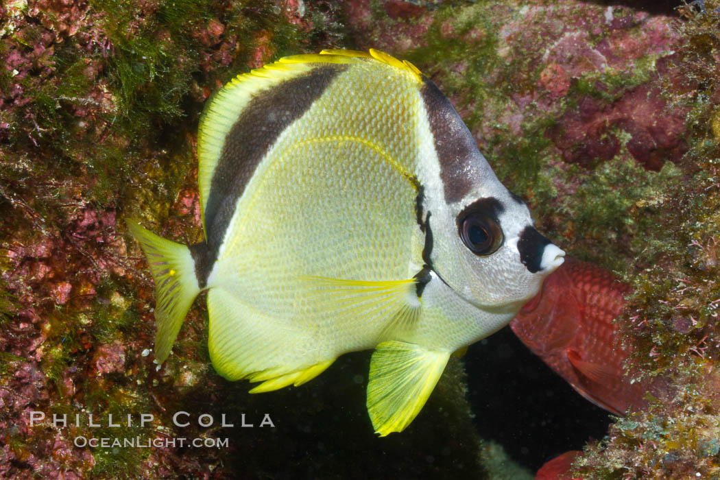 Barberfish, Sea of Cortez, Baja California, Mexico., Johnrandallia nigrirostris, natural history stock photograph, photo id 27494