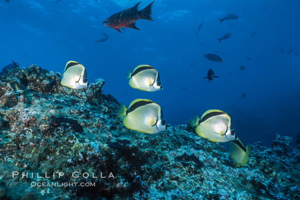 Barberfish. Socorro Island (Islas Revillagigedos), Baja California, Mexico, Johnrandallia nigrirostris, natural history stock photograph, photo id 05060
