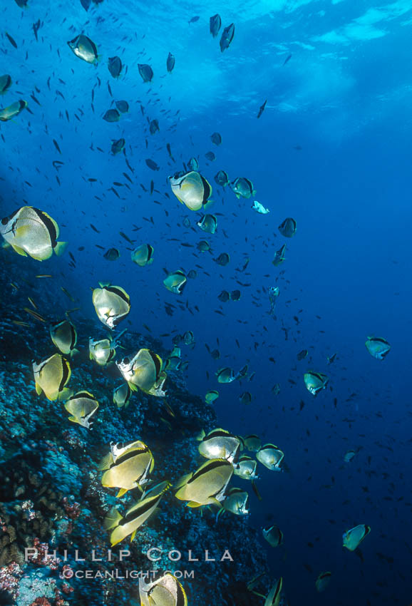 Barberfish. Socorro Island (Islas Revillagigedos), Baja California, Mexico, Johnrandallia nigrirostris, natural history stock photograph, photo id 03473