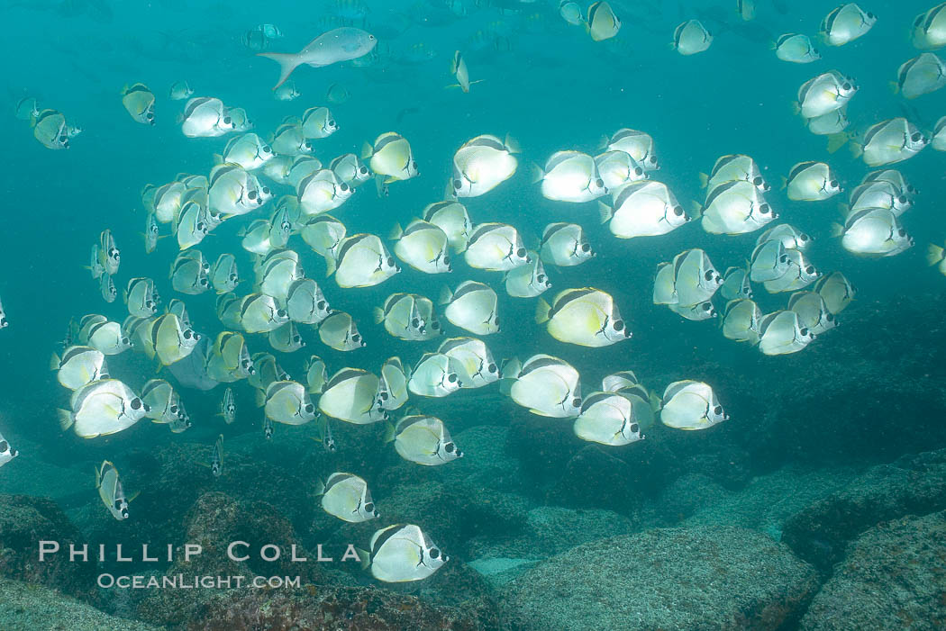 Barberfish schooling. North Seymour Island, Galapagos Islands, Ecuador, Johnrandallia nigrirostris, natural history stock photograph, photo id 16357