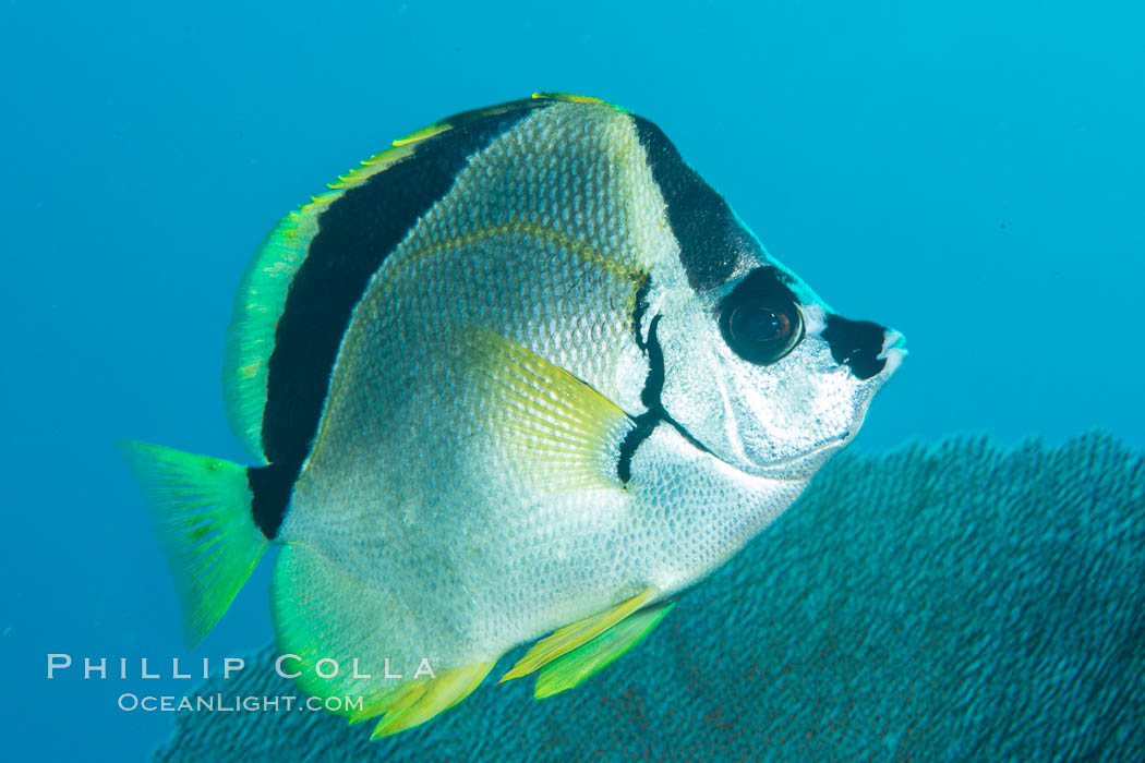 Barberfish, Sea of Cortez, Baja California, Mexico., natural history stock photograph, photo id 33606